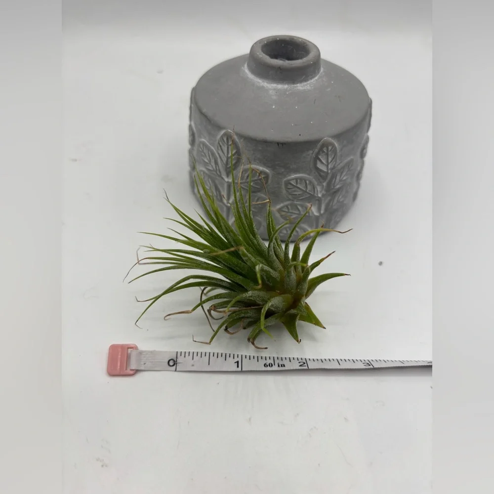 Modern Boho Live Air Plant - Grey Leaf Relief Concrete Pot